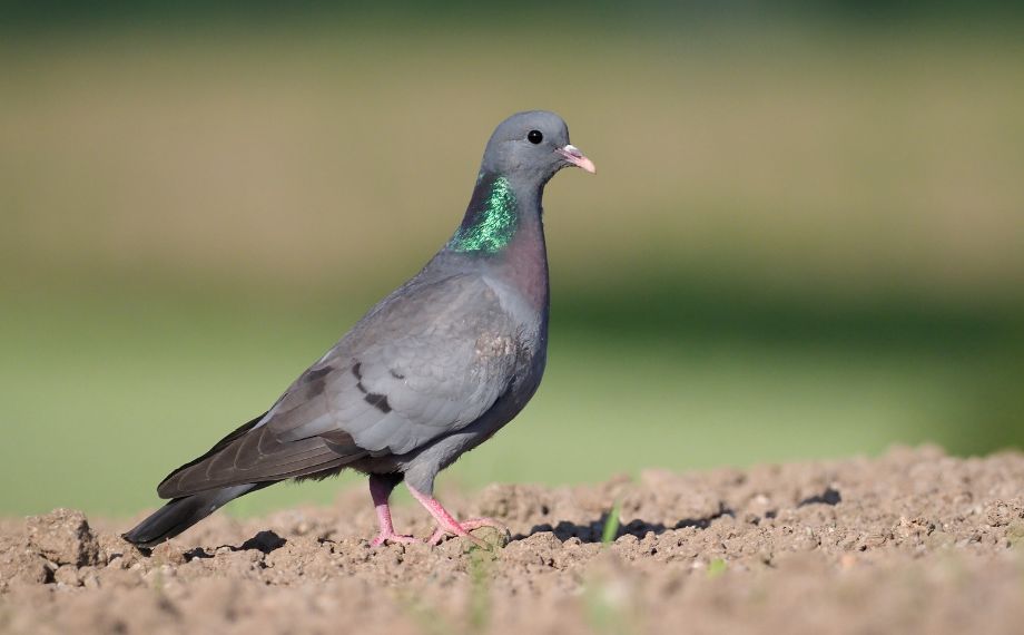 Holub doupňák Columba oenas